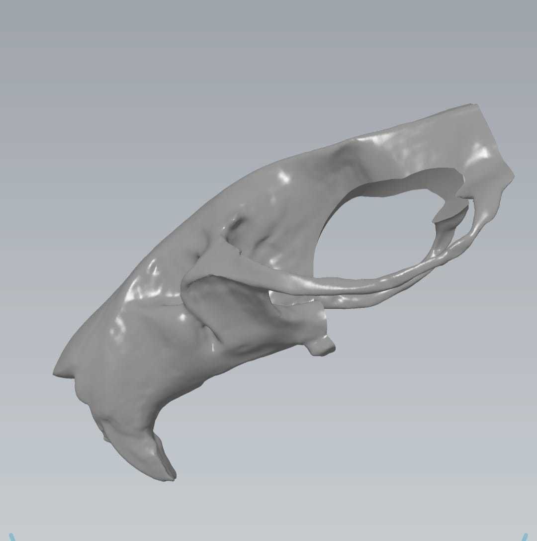 MakeIT Rat Skull 3D Model 3D model | CGTrader