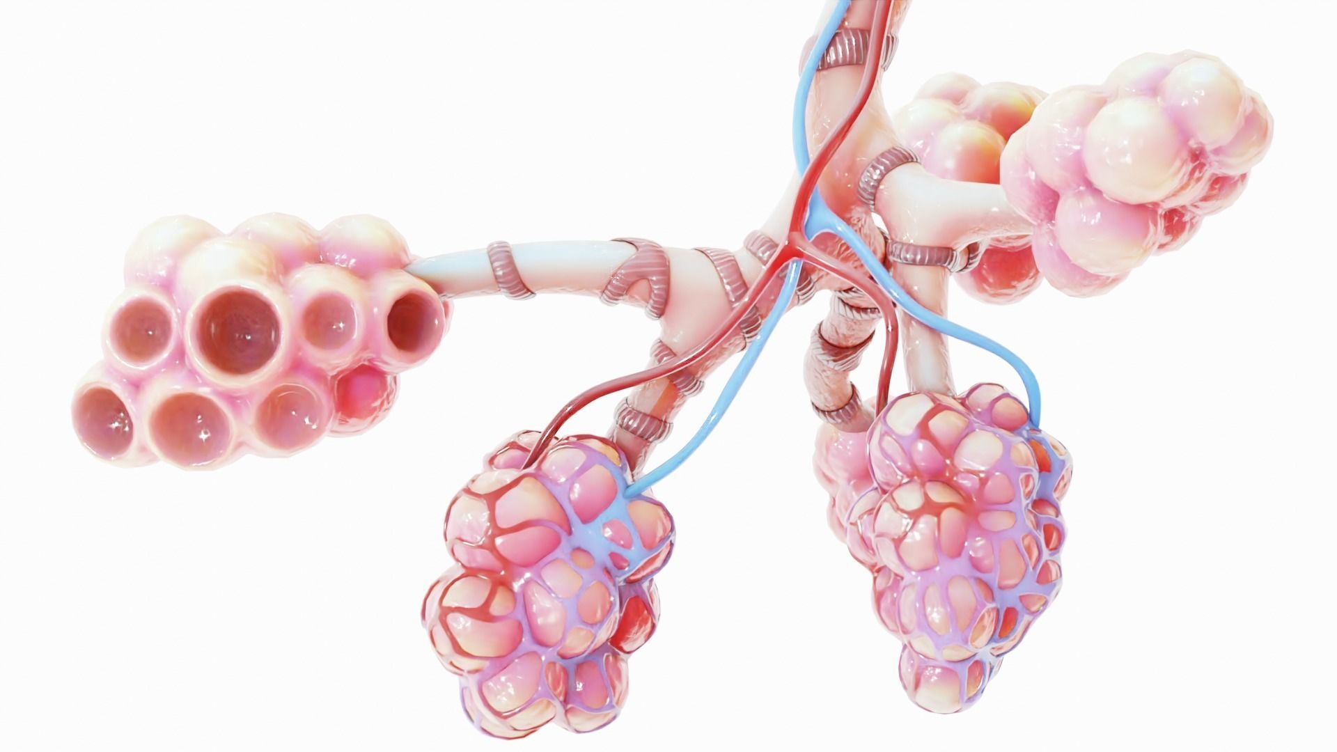 Realistic Human Bronchi Alveoli Anatomy