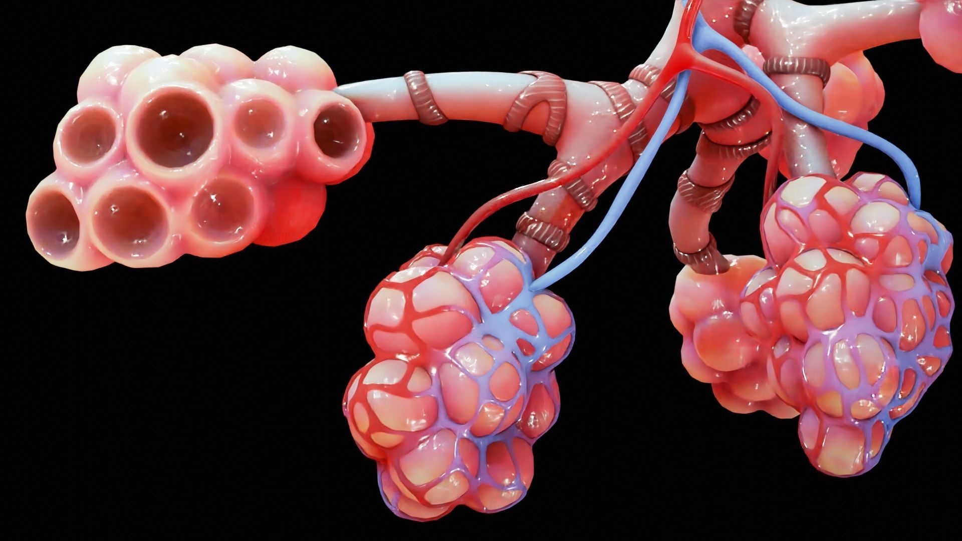 Realistic Human Bronchi Alveoli Anatomy