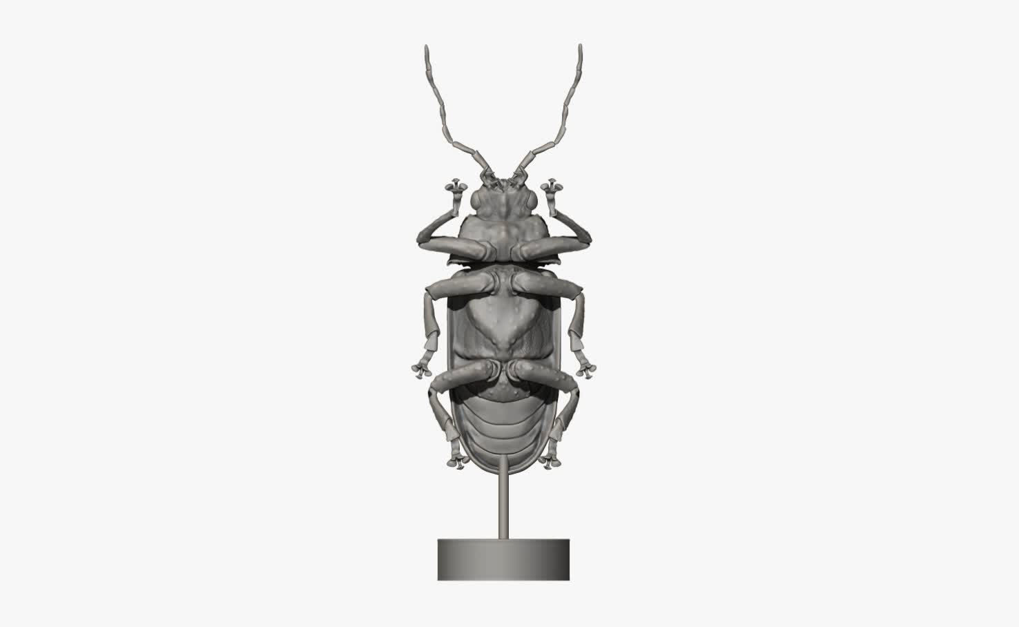 Woodcutter Beetle