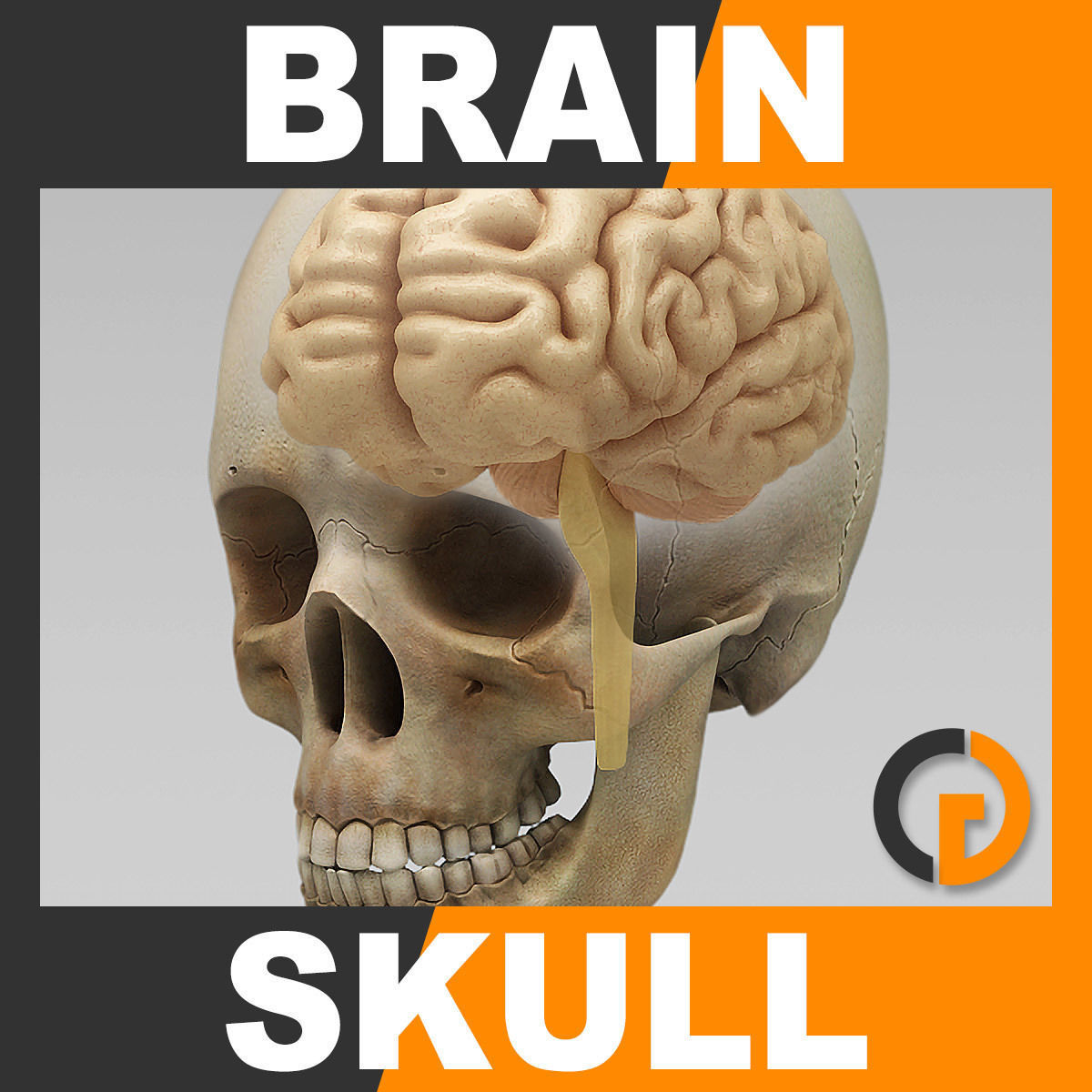 Human Brain and Skull - Anatomy 3D model | CGTrader
