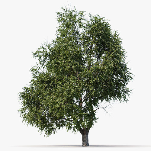3D model Elm tree animated 3D model animated | CGTrader