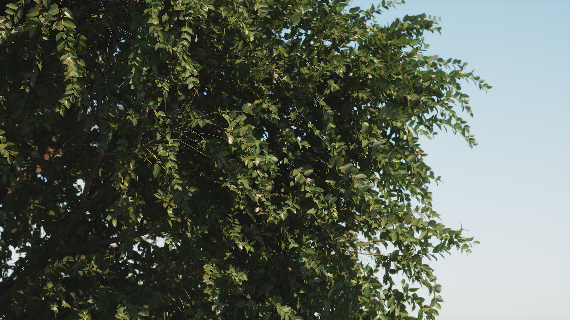 3D model Elm tree animated 3D model animated | CGTrader