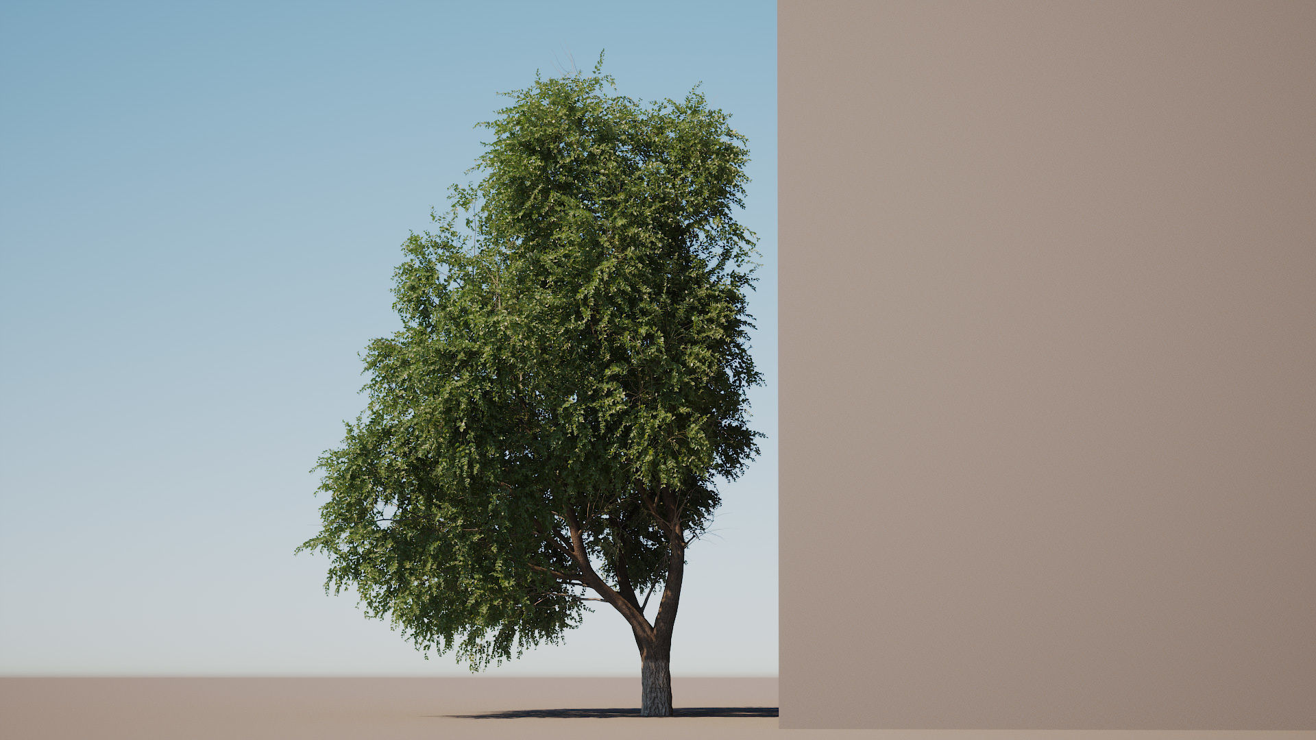 3D model Elm tree animated 3D model animated | CGTrader