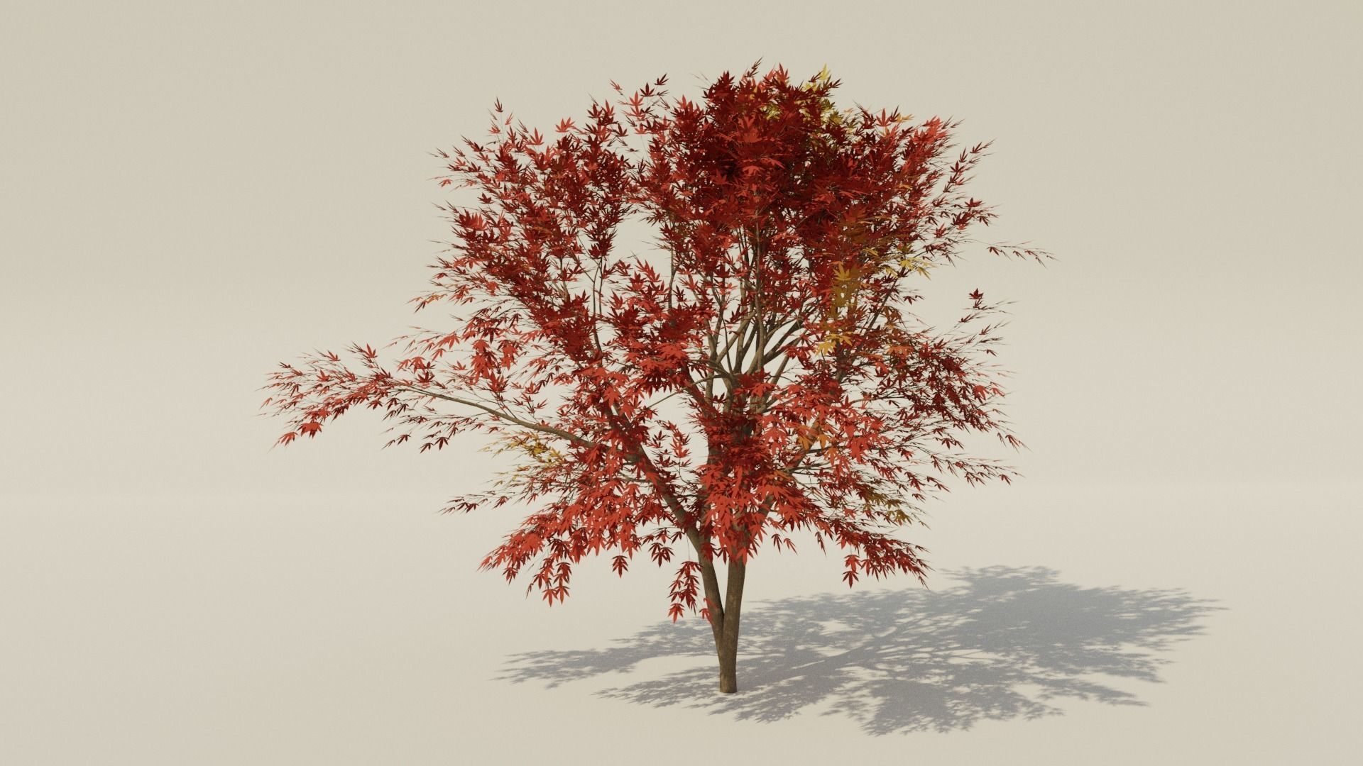 Japanese Maple Tree Procedural Texture in Blender 3D model CGTrader