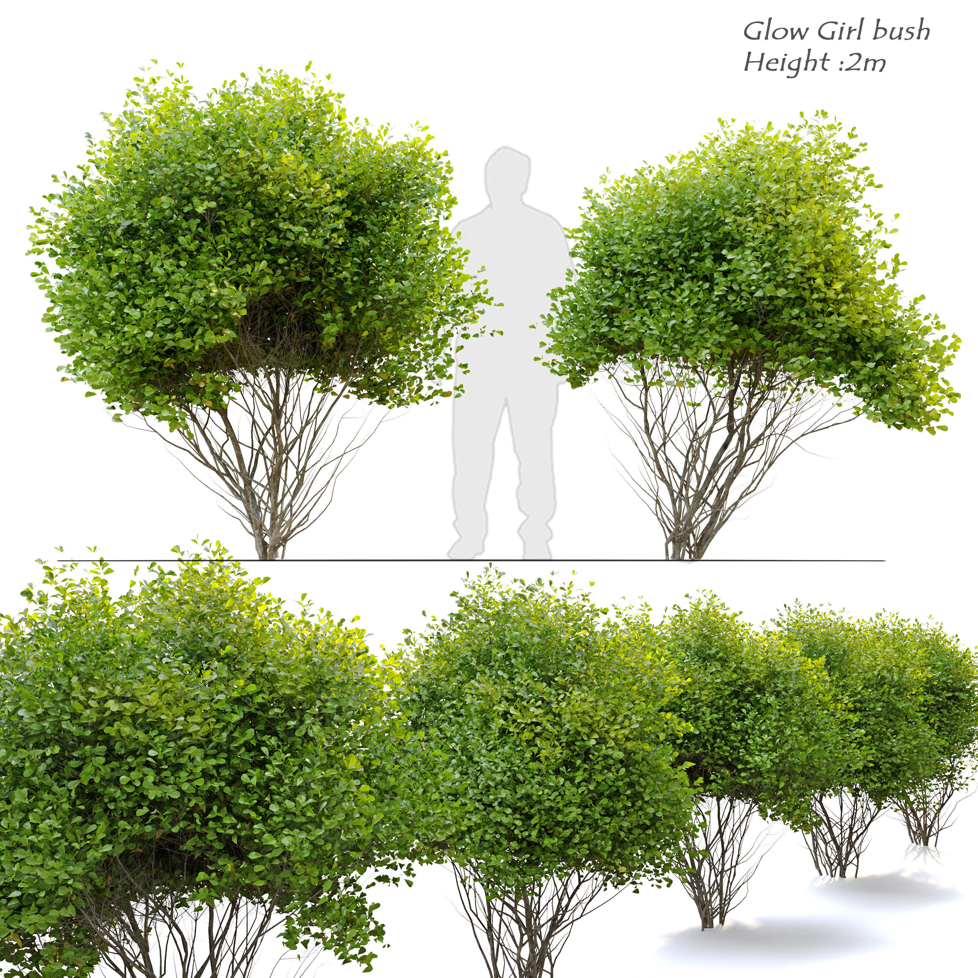 Glow girl bush