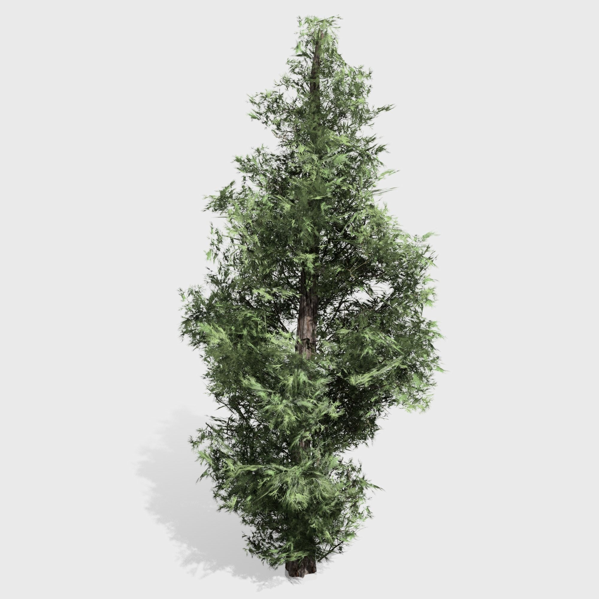3D model Eastern Red Cedar tree collection 12 trees Models in the scene ...