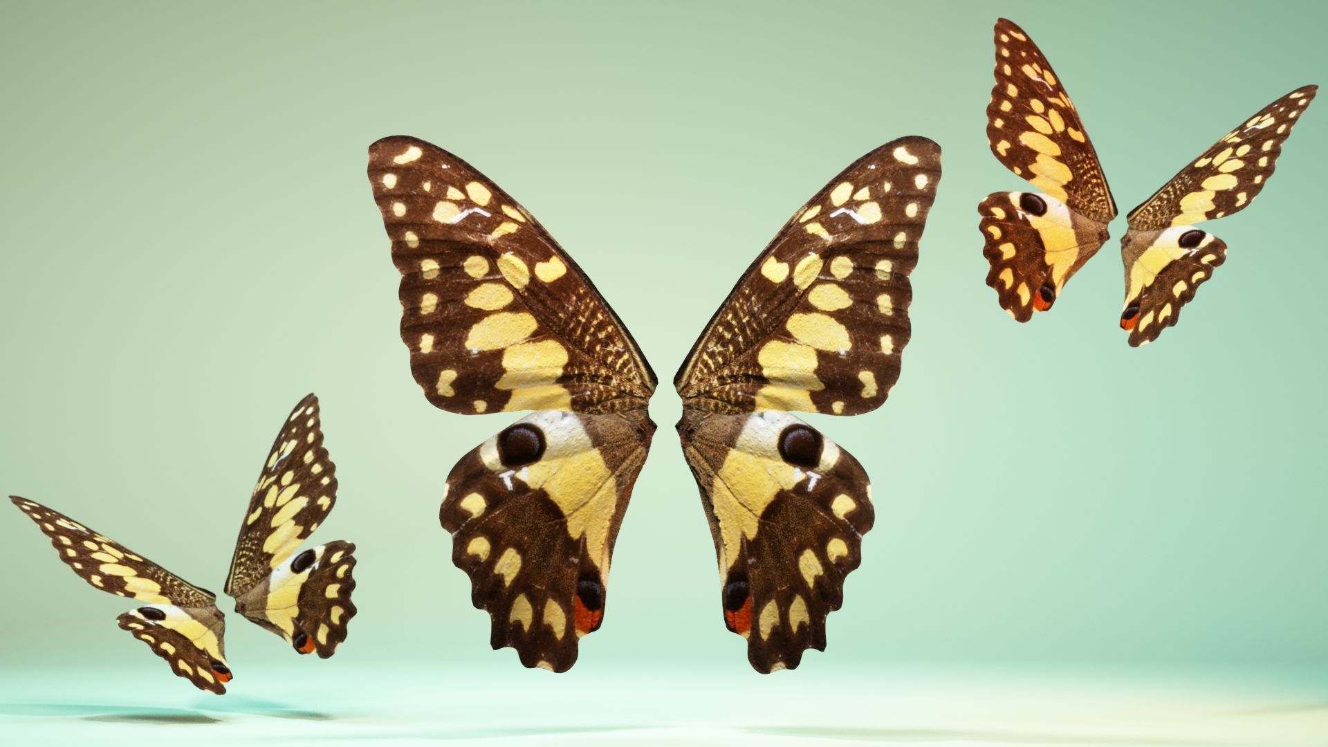Butterfly The Lime Butterfly