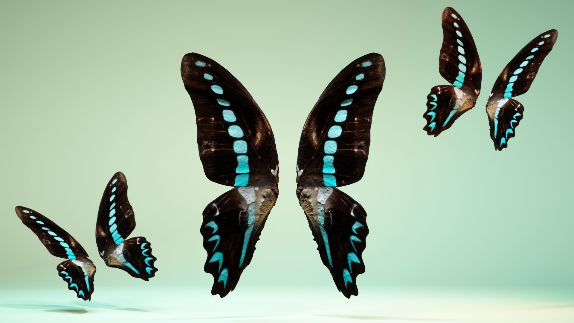 Butterfly 2