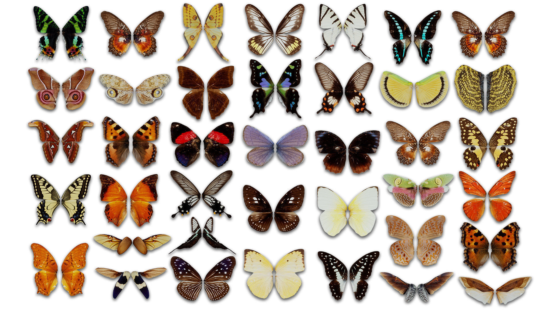 38 3D Scanned Butterfly and Beatle Wings