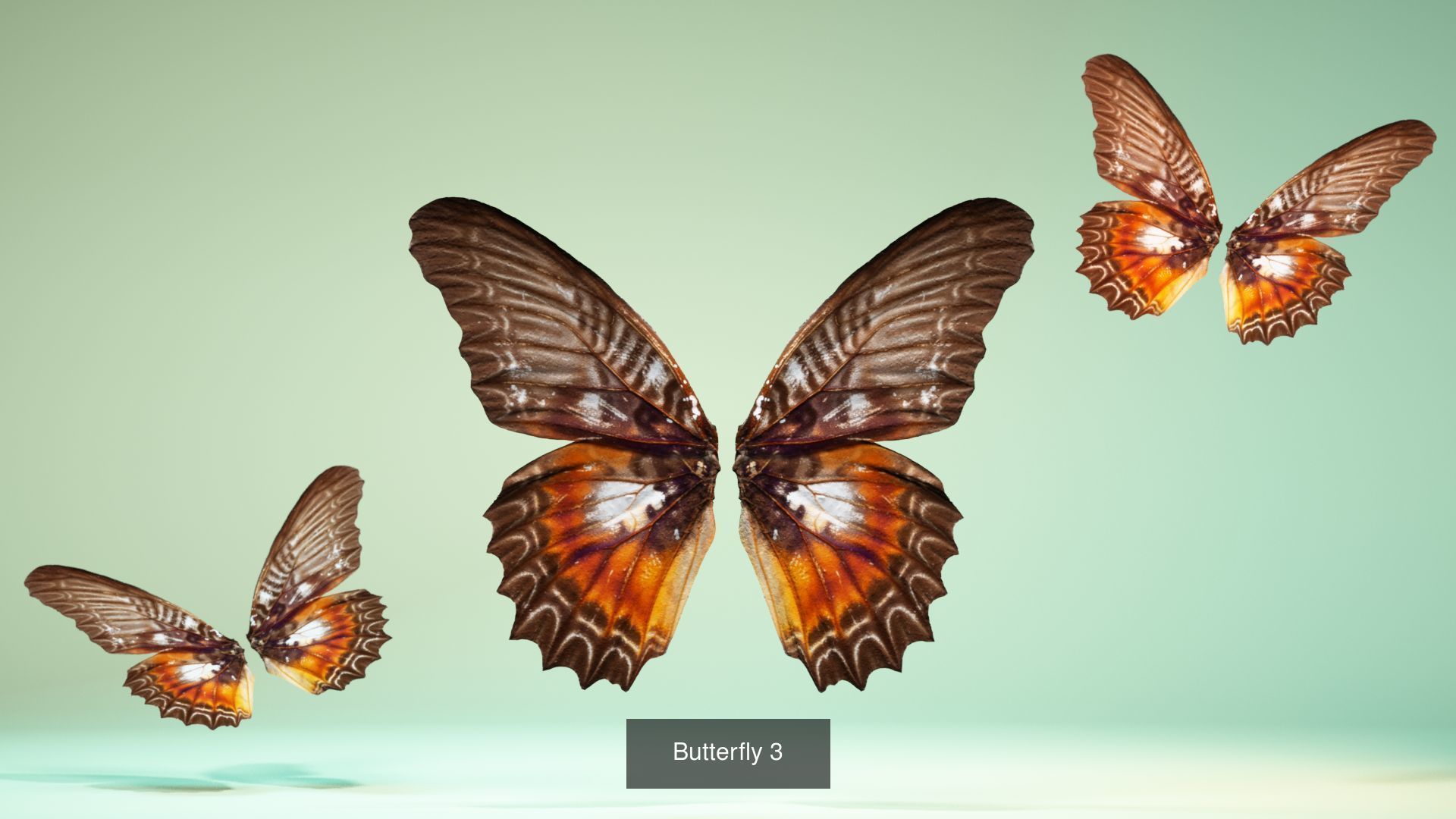 38 3D Scanned Butterfly and Beatle Wings 3D Model Collection | CGTrader