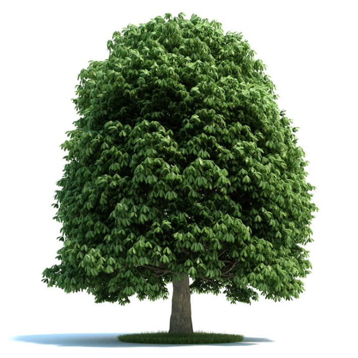 full grown aesculus plant 3d model cgtrader