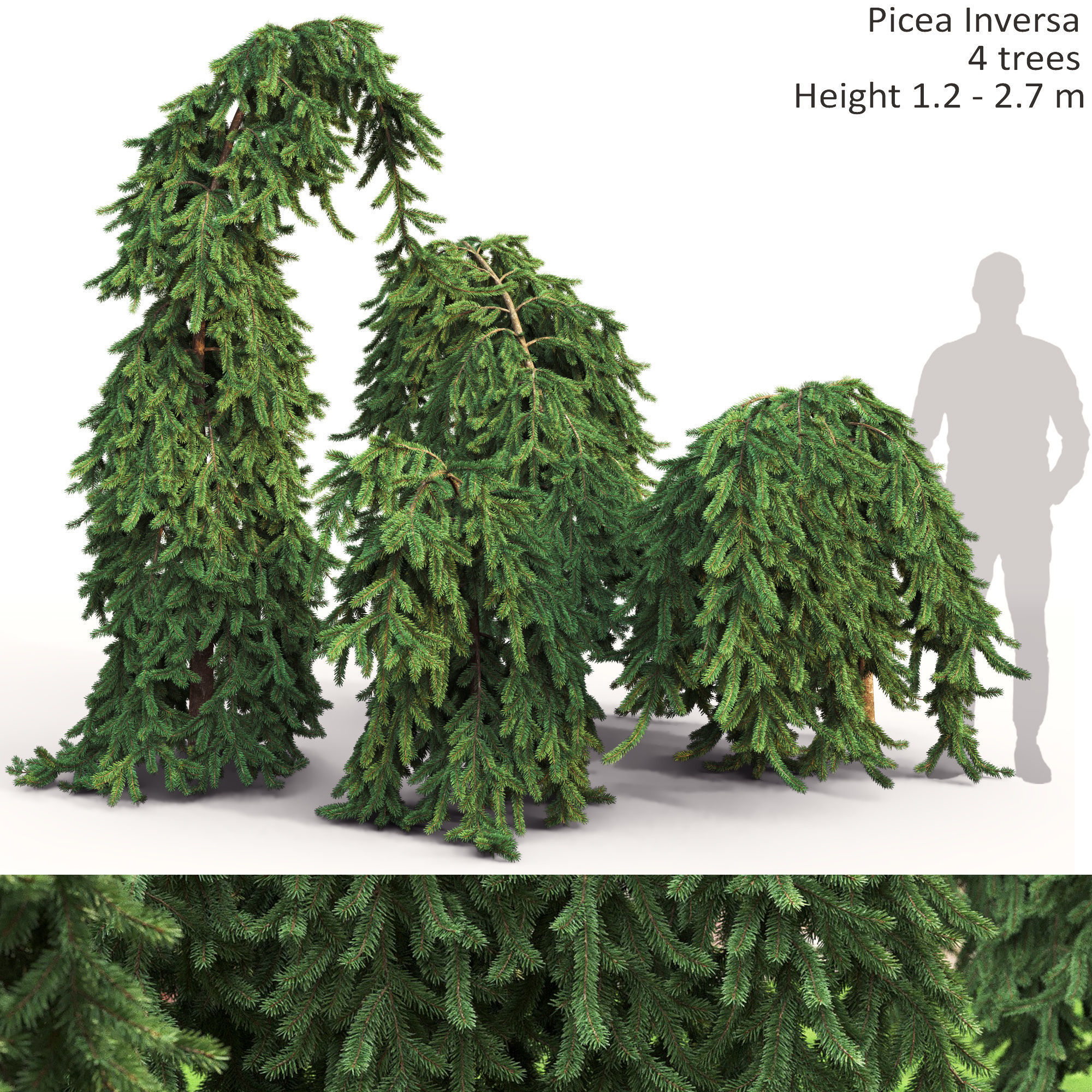 Ель плакучая инверса. Ель обыкновенная инверса. Ель обыкновенная плакучая инверса. Ель колючая инверса. Ель обыкновенная инверса picea abies inversa.