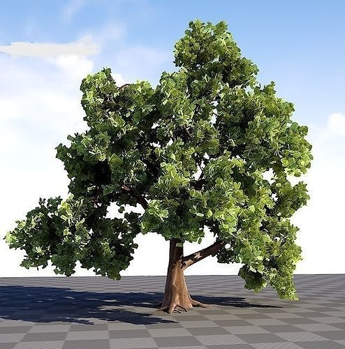 Oak Tree 3D model | CGTrader