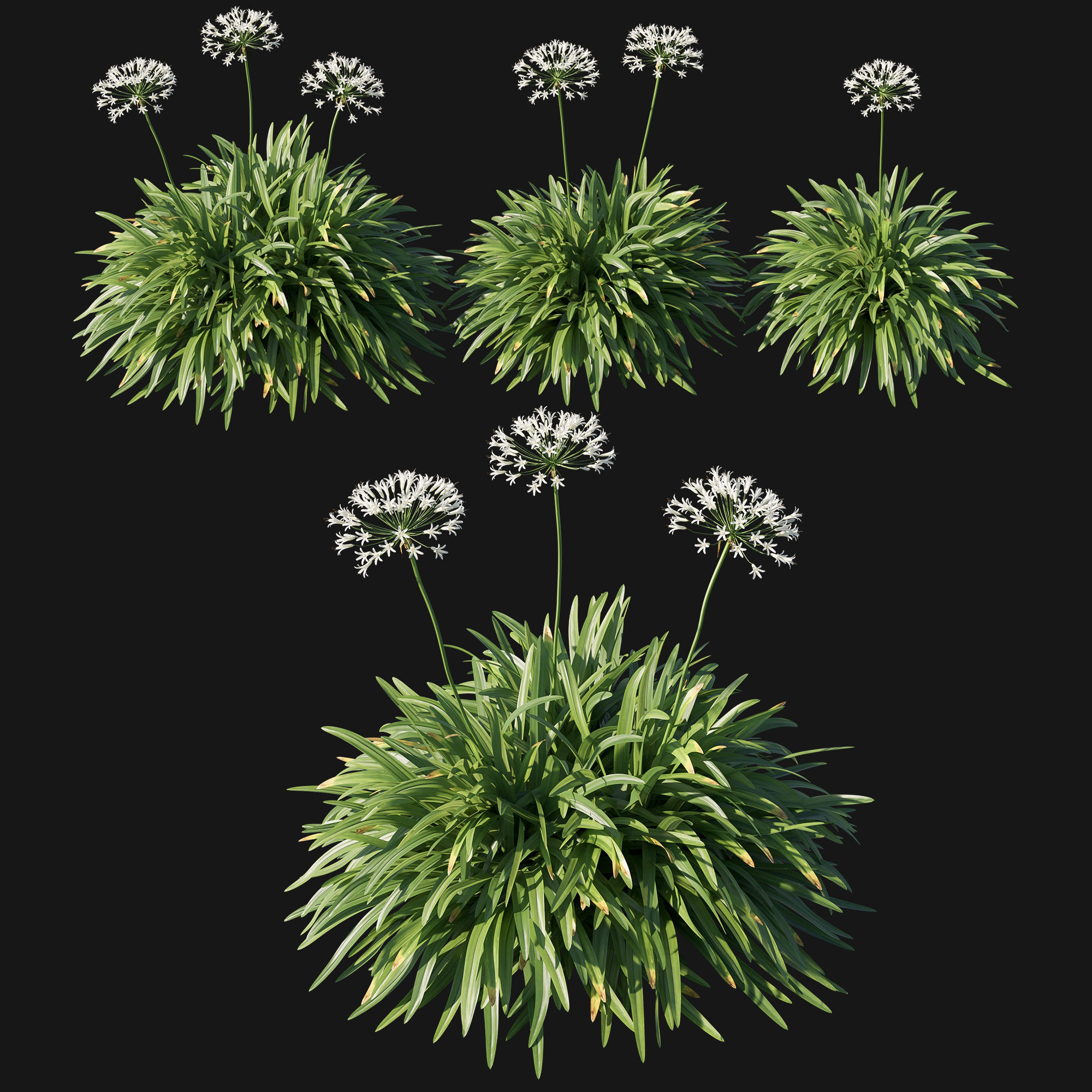 Agapanthus africanus Albus 3D model | CGTrader