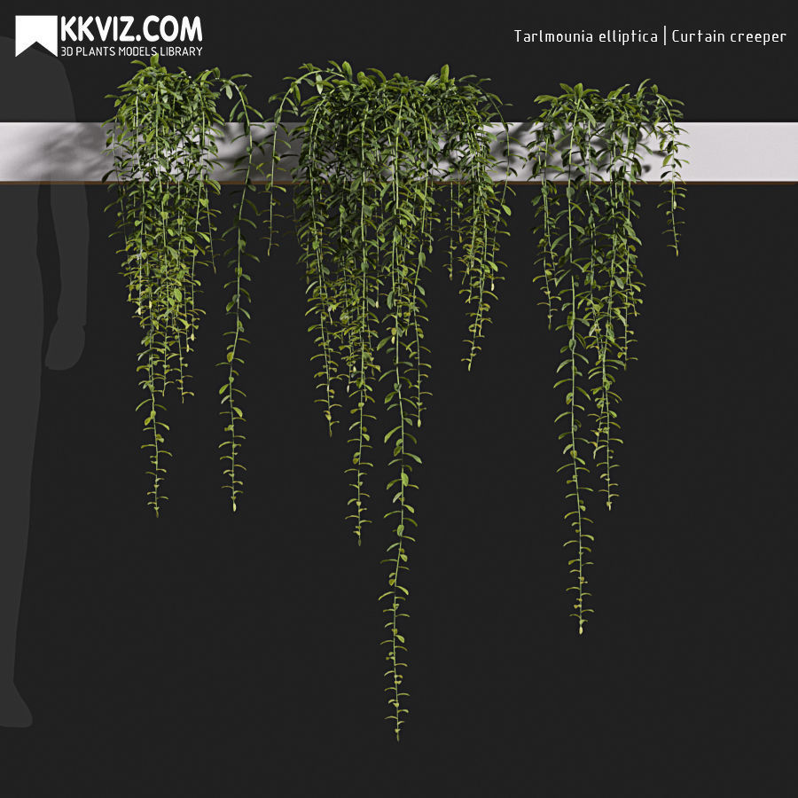 Tarlmounia elliptica Curtain creeper-06