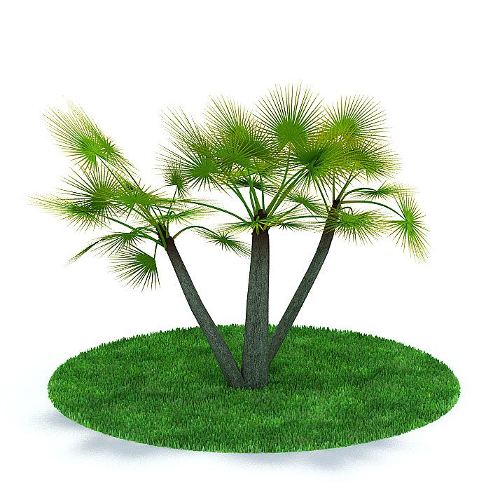 Palm Tree 3D model