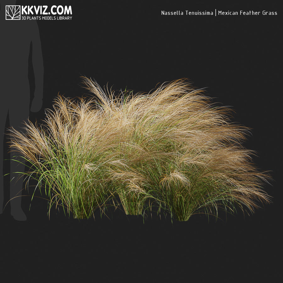 Nassella Tenuissima Mexican Feather Grass-06