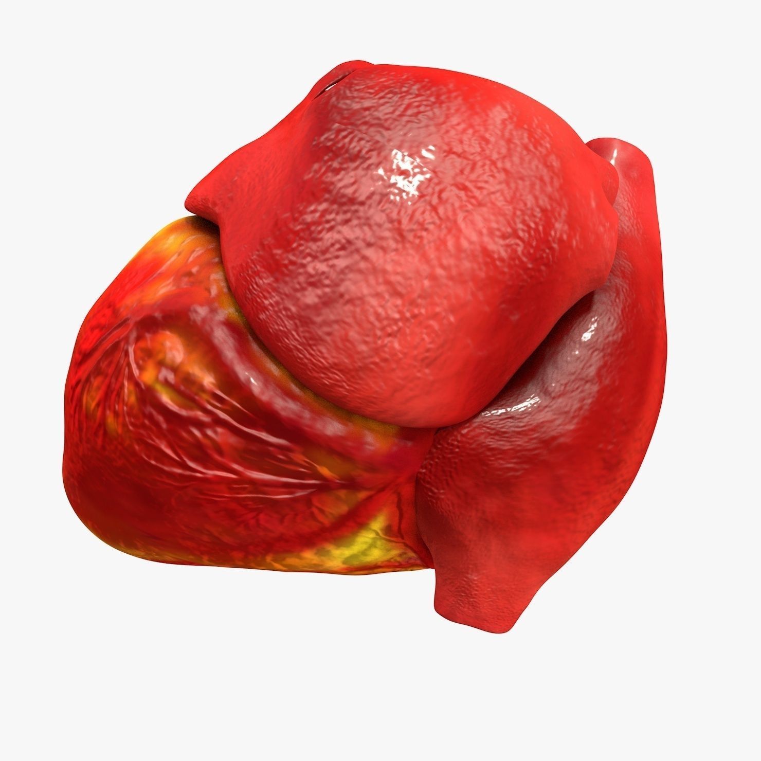 3D model Animated Realistic Human Heart - Medically Accurate VR / AR ...