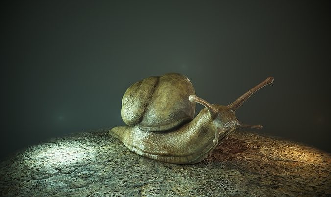 snail-3d-model-fccd2c2449.jpg