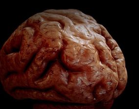無料 脳 3dモデル Cgtrader