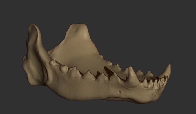 Wolf skull free 3D model 3D printable | CGTrader