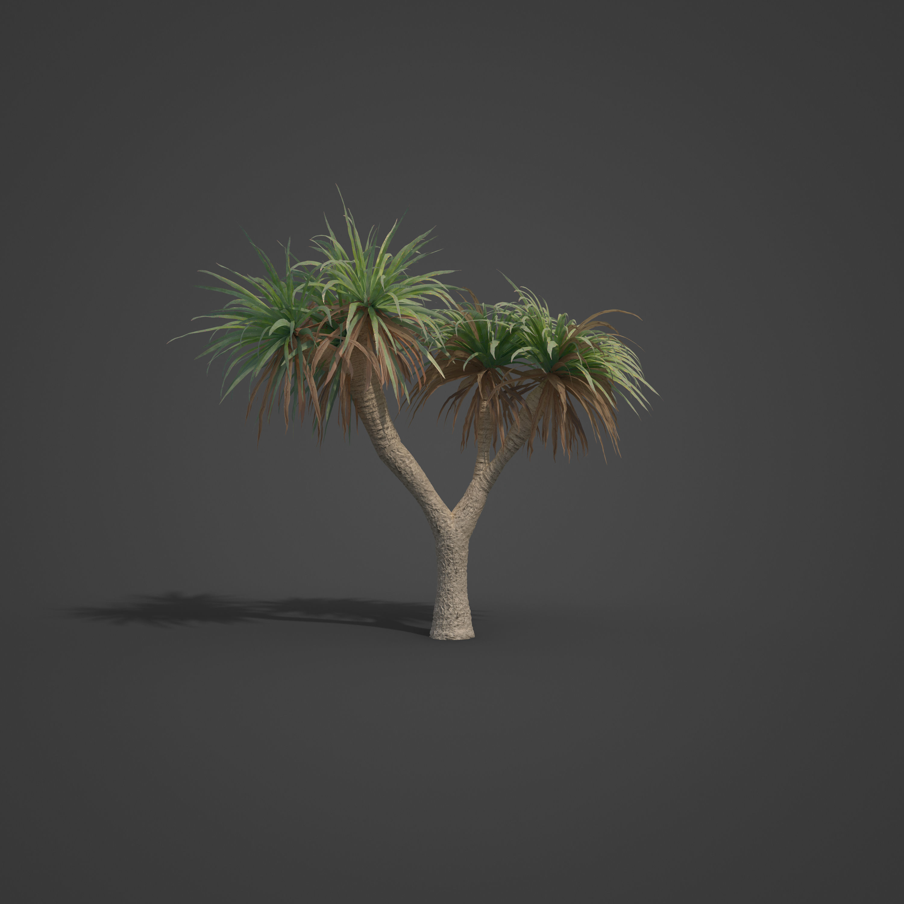Dragon Tree Model 2021 PBR Dragon Tree Collection - Dracaena Draco free 3D model | CGTrader