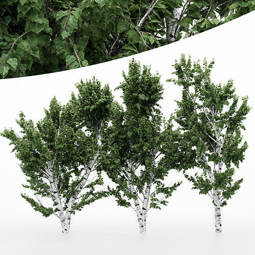Are You Truly Doing Sufficient Birch Gold?