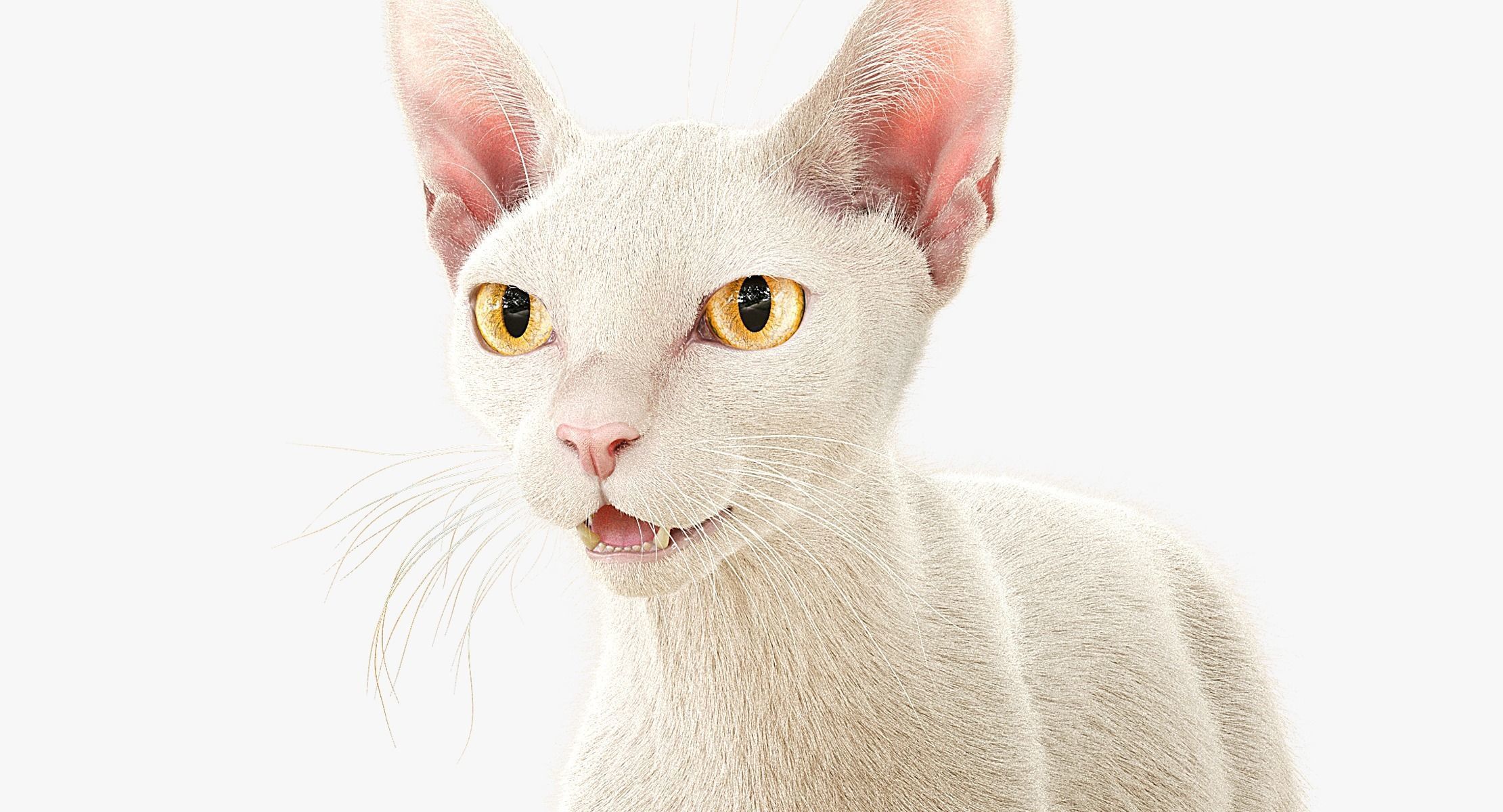 Cat White Fur Shorthair XGen Core