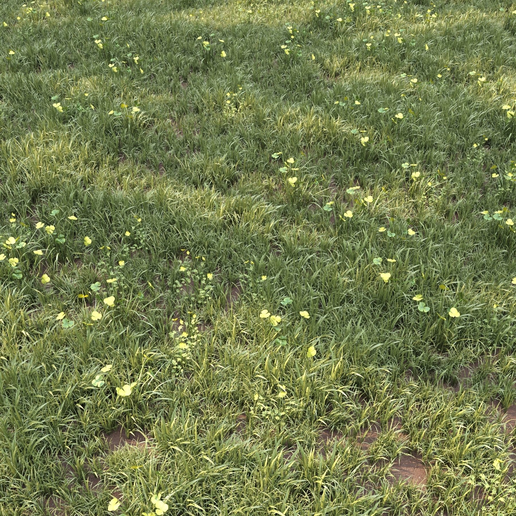 grass for landscape 10 with corona scatter 3D model CGTrader