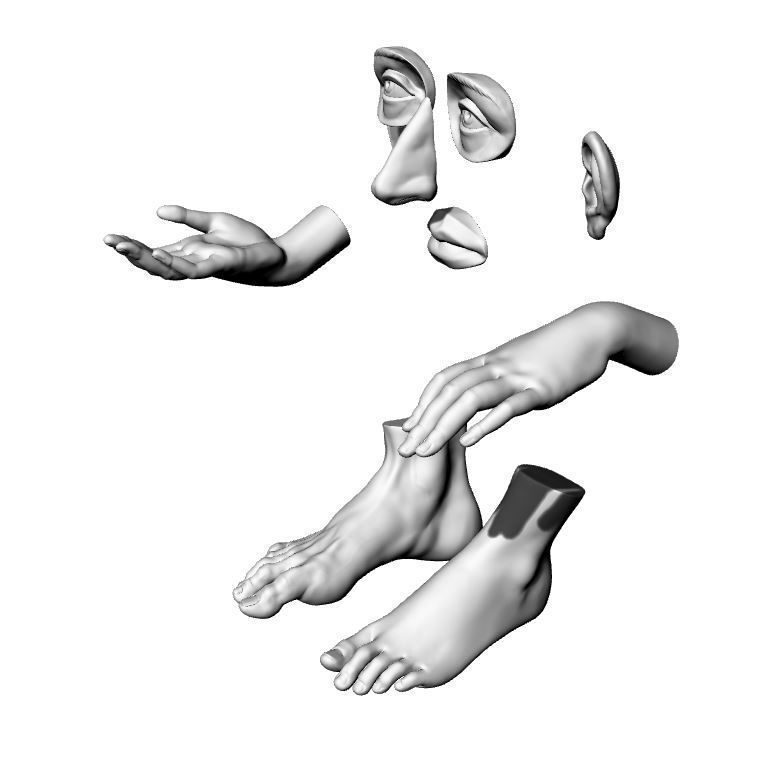 human body parts 3D model 3D printable | CGTrader