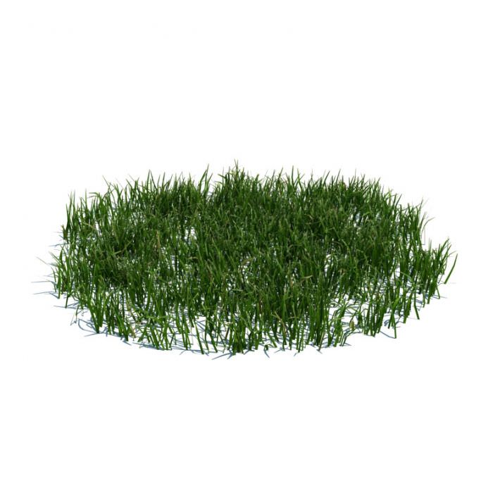 Green Grass Patch
