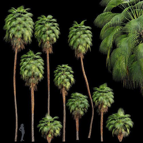 Mexican Fan Palm Washingtonia Robusta 9 trees