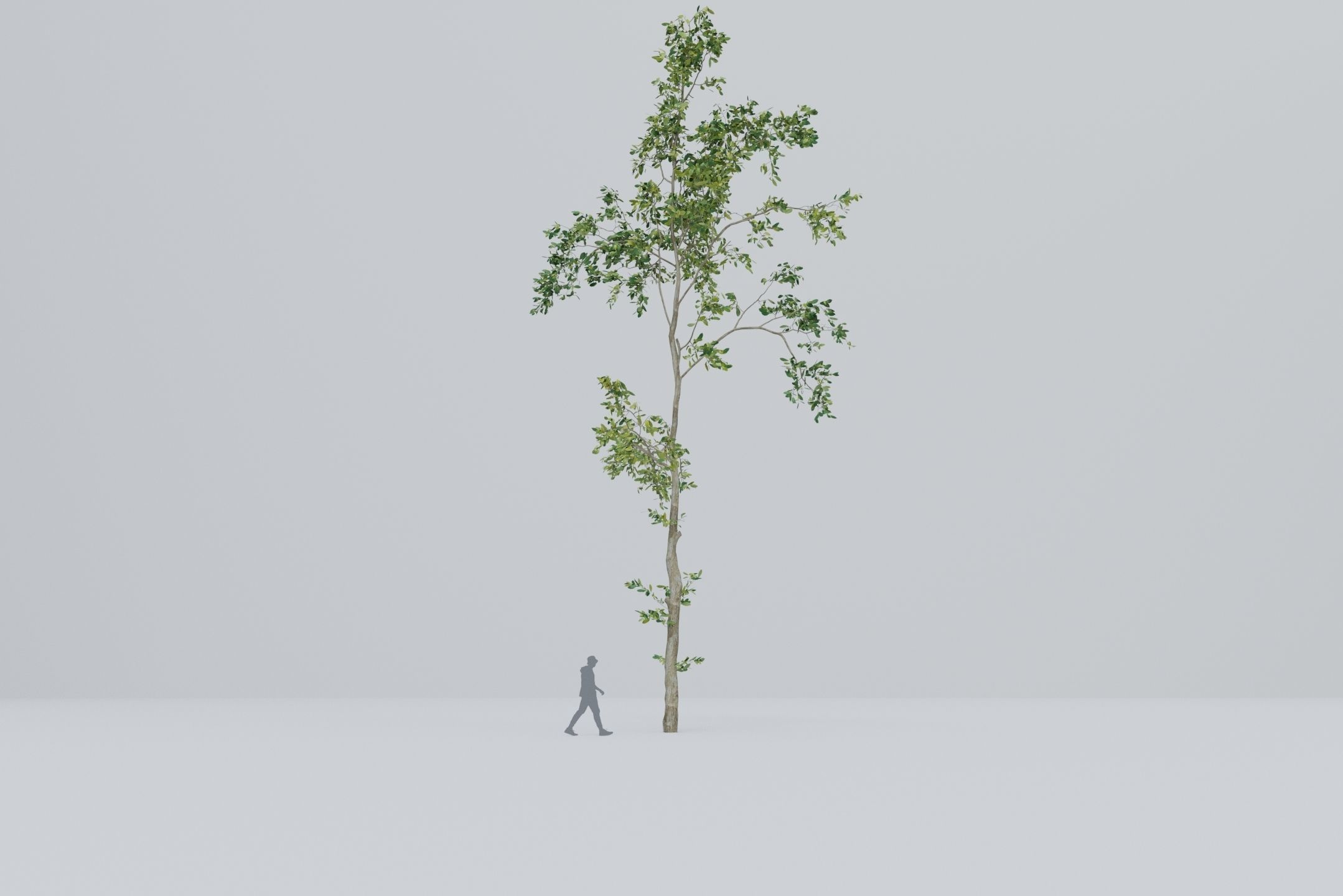 Tree - 5 trees - Large common tree - Pack 01 3D model | CGTrader