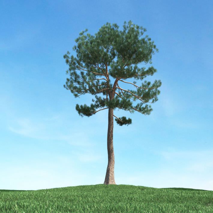 Tall Skinny Tree 3D Model