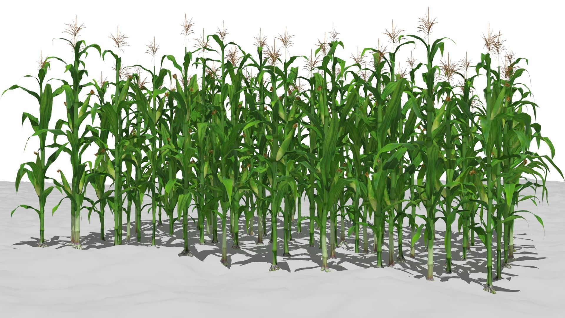 3D model Corn field VR / AR / lowpoly CGTrader