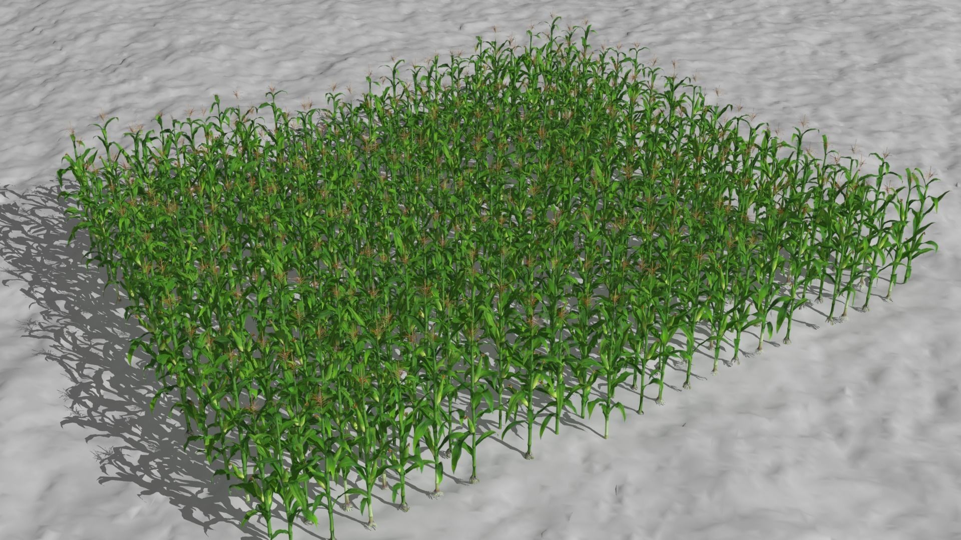 3D model Corn field VR / AR / lowpoly CGTrader