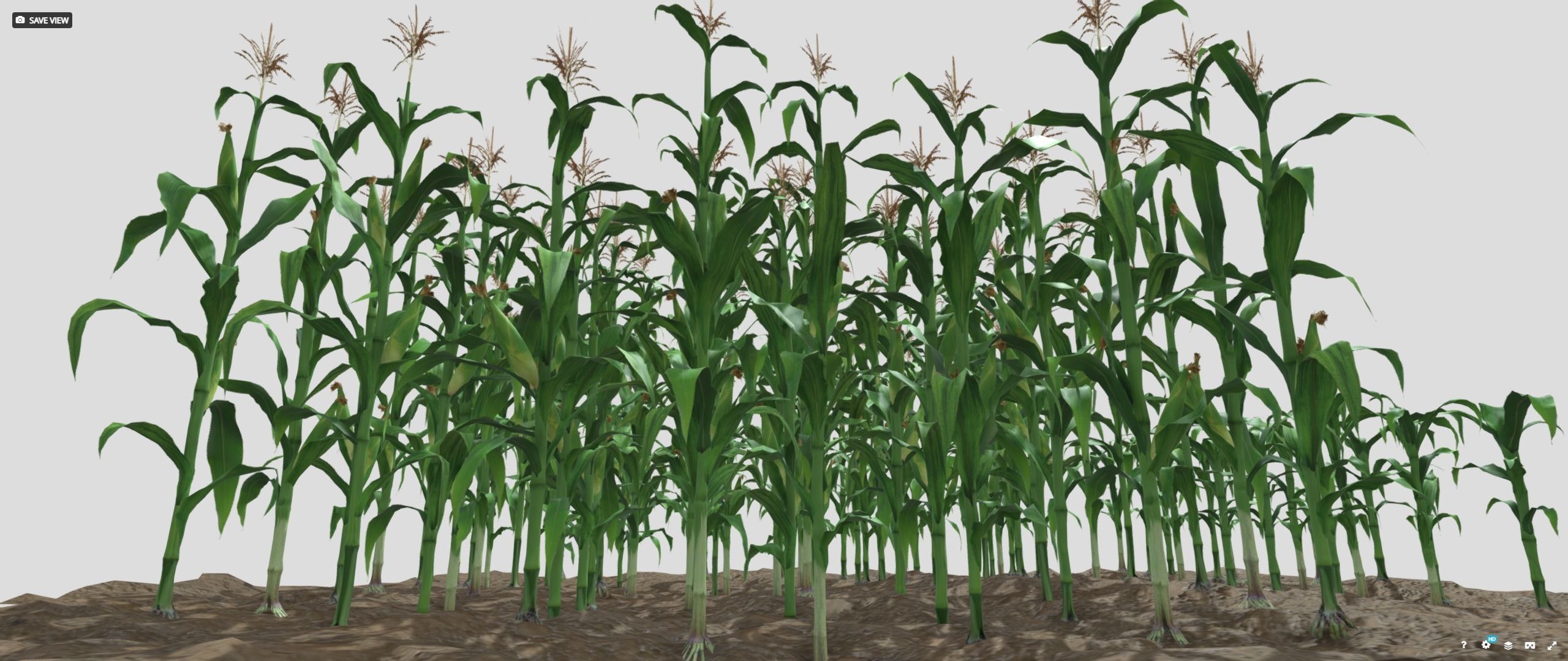 3D model Corn field VR / AR / lowpoly CGTrader