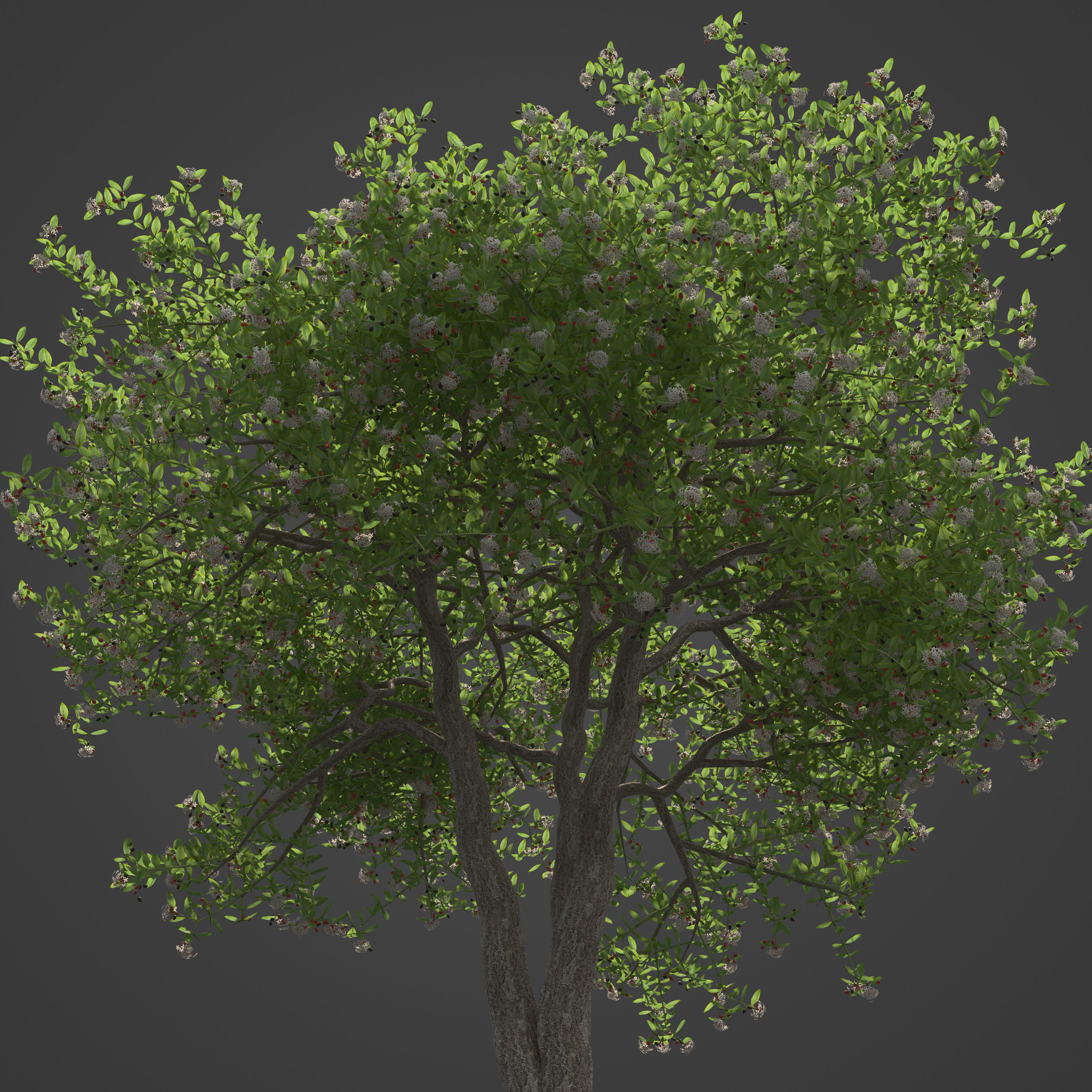 2021 PBR Egyptian Carissa Collection Carissa Edulis 3D model CGTrader