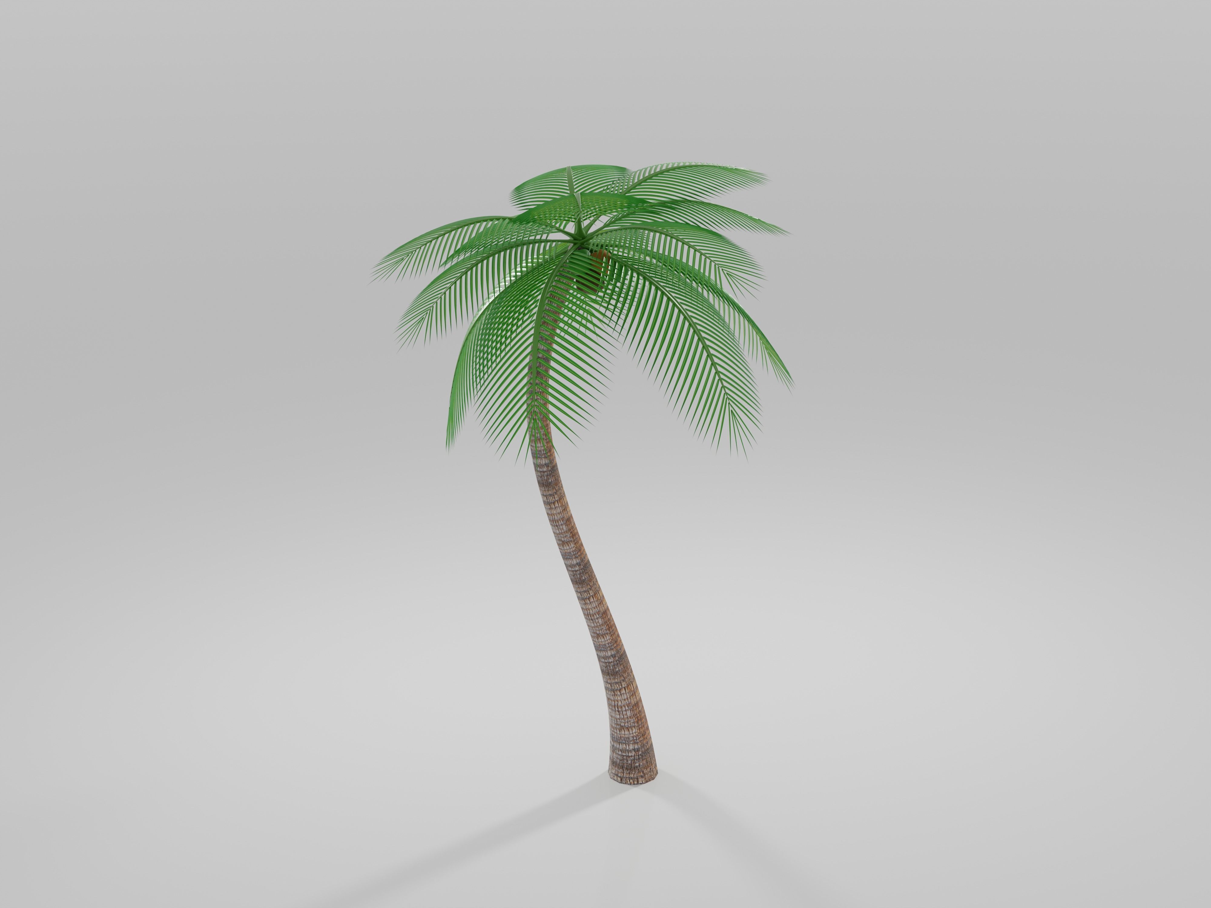 Coconut tree Model 3D model CGTrader