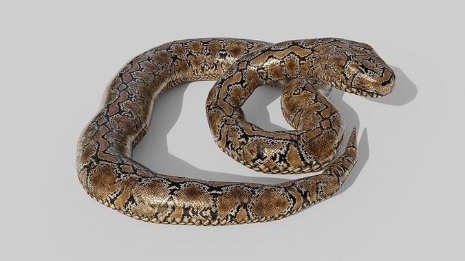 3D model Python Snake - Low Poly - Game Ready - PBR VR / AR / low-poly ...