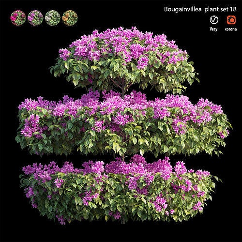 Bougainvillea plant set 18