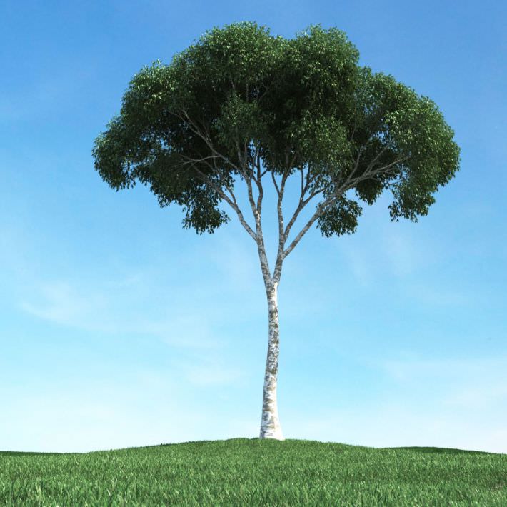 Tall Tree 3D model CGTrader