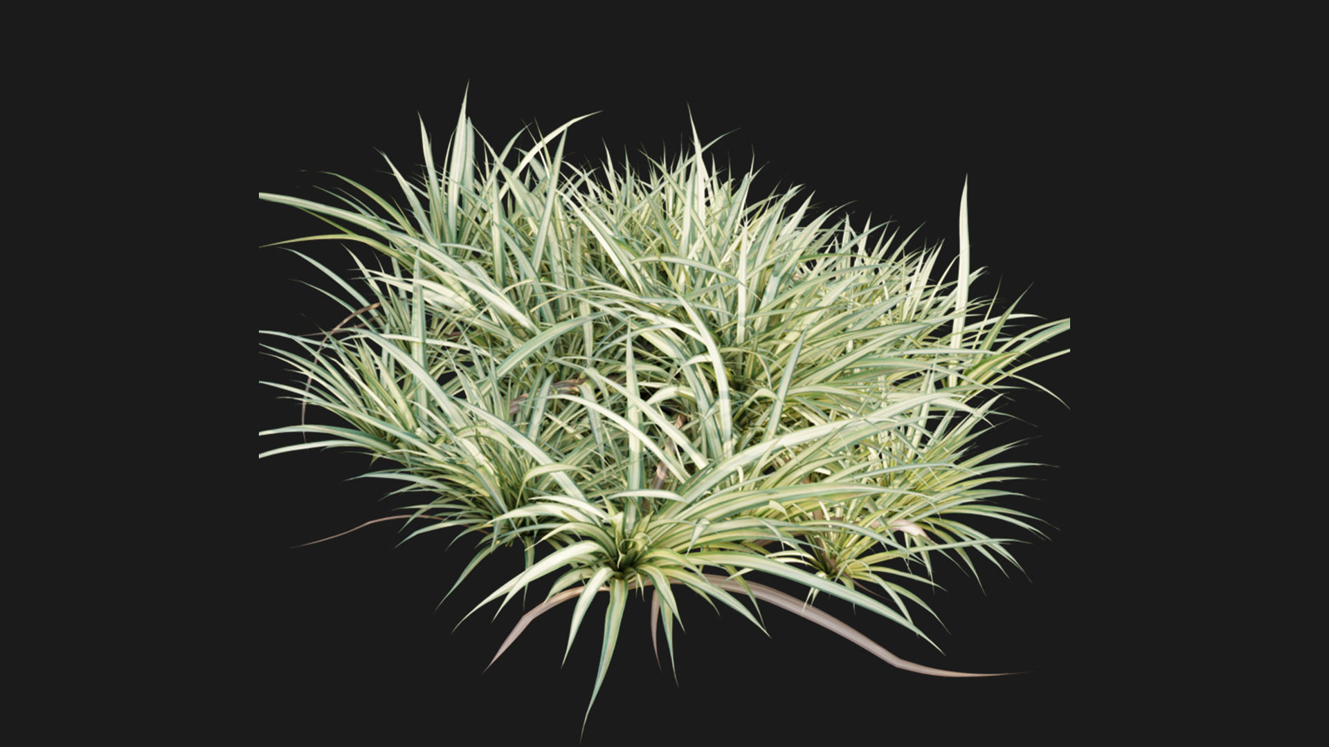 Pandanus baptistii Variegated Dwarf Pandanus 3D model CGTrader