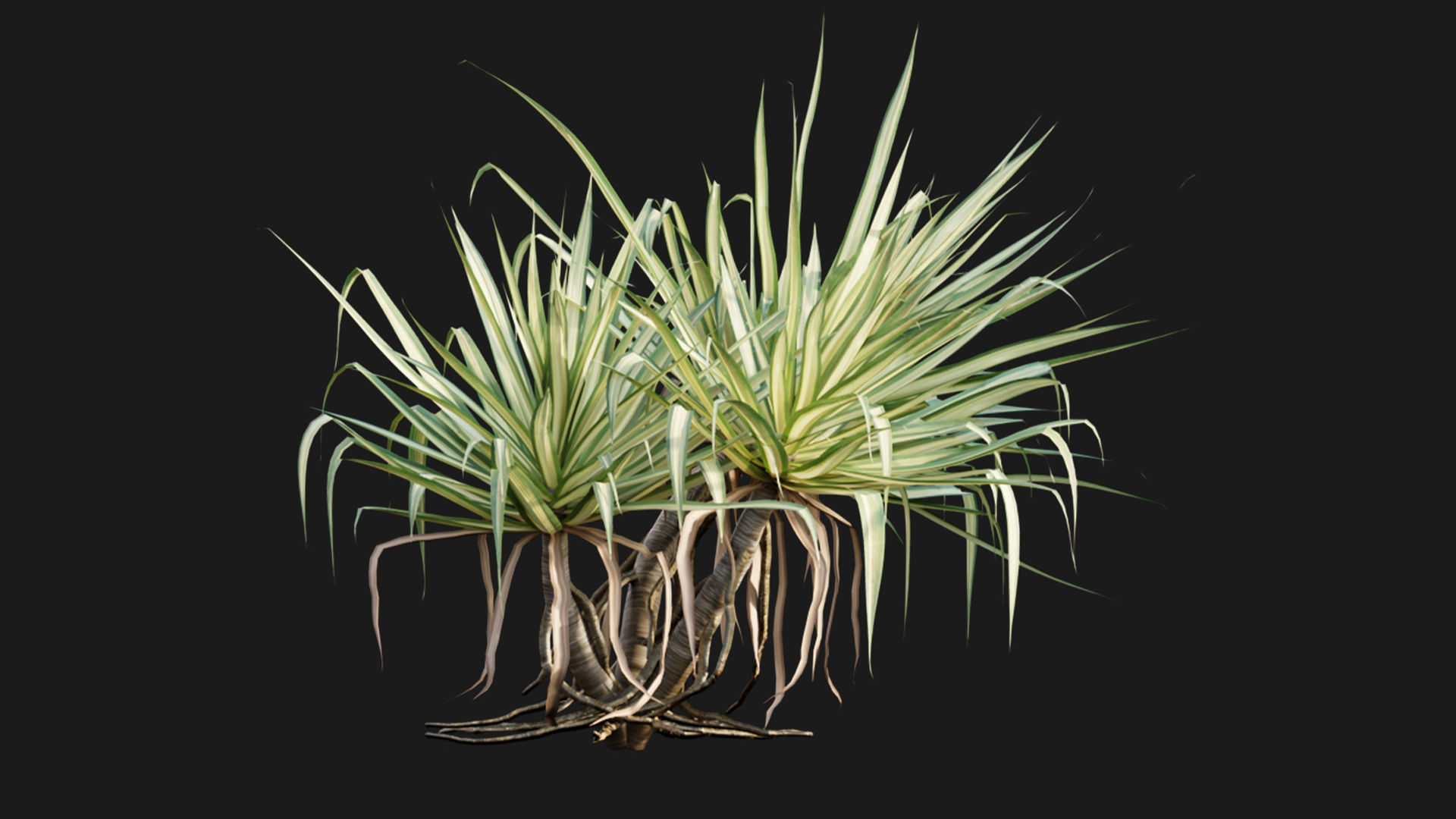 Pandanus baptistii Variegated Dwarf Pandanus 3D model CGTrader