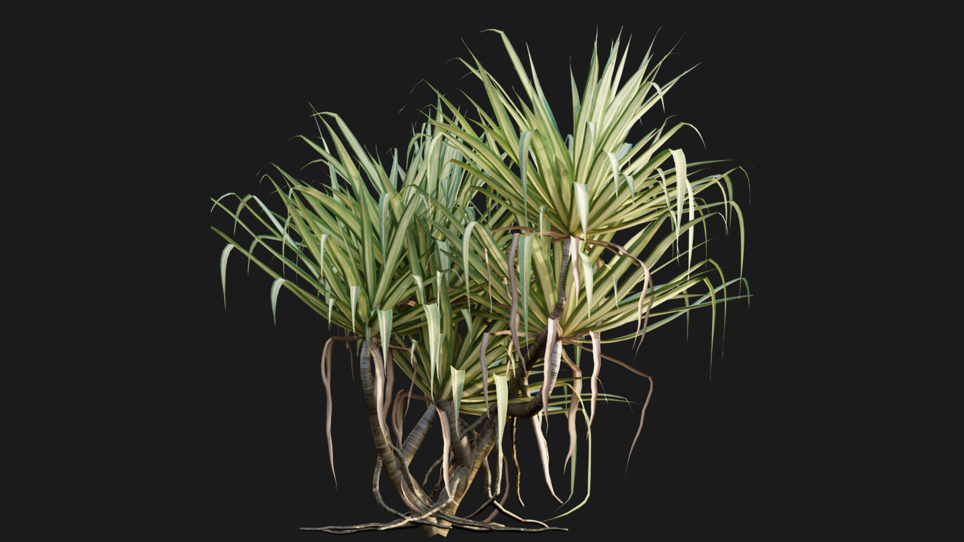 Pandanus baptistii Variegated Dwarf Pandanus 3D model CGTrader