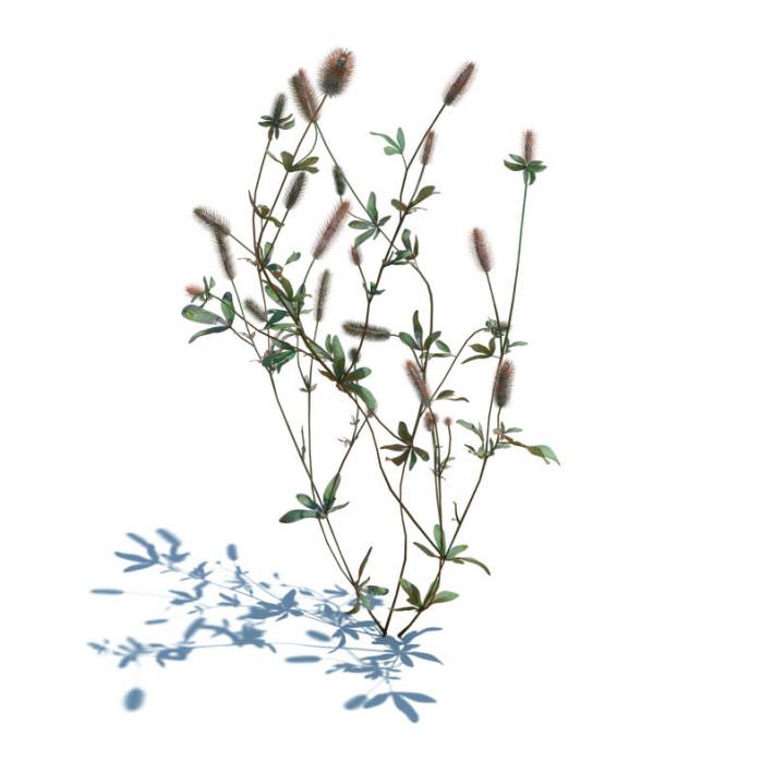 Wild Blooming Plant