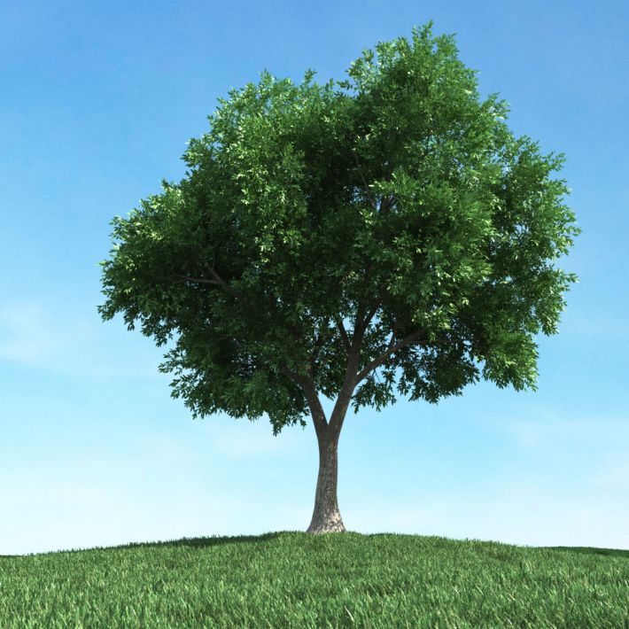 Green Very Leafy Tree 3D CGTrader