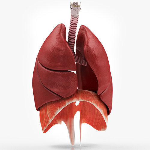 Human Lungs with Diaphragm Anatomy 3D model CGTrader