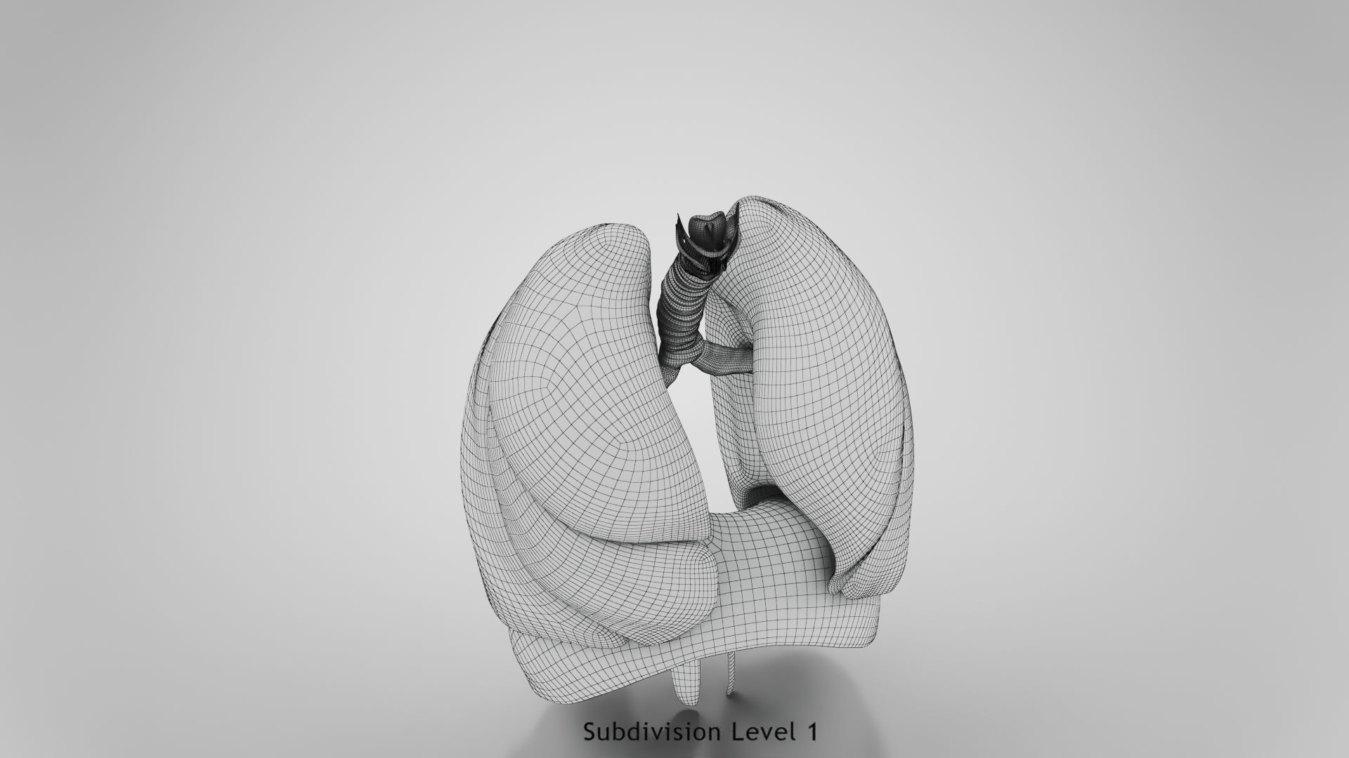 Human Lungs with Diaphragm Anatomy 3D model | CGTrader